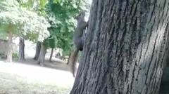 Sciurus carolinensis