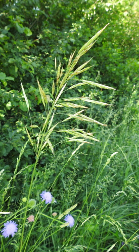 How to identify Bromus riparius Rehmann