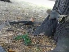 Sciurus carolinensis