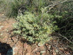 Hermannia holosericea