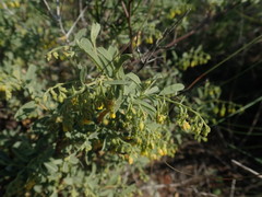 Hermannia holosericea