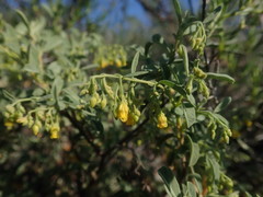 Hermannia holosericea