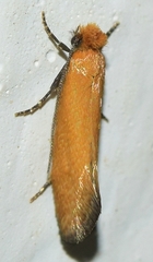 Reisserita chrysopterella