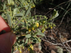 Hermannia holosericea