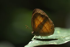 Mycalesis anapita