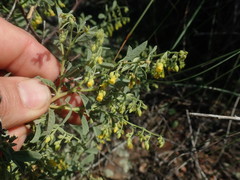 Hermannia holosericea