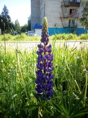 Lupinus polyphyllus