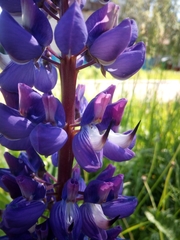 Lupinus polyphyllus
