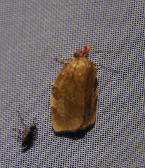 Choristoneura hebenstreitella