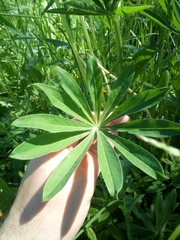 Lupinus polyphyllus