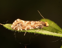 Triaxomera parasitella