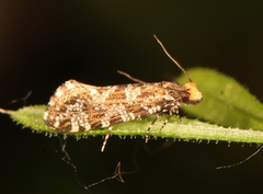 Triaxomera parasitella