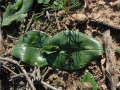 Colchicum eucomoides