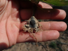 Colchicum eucomoides