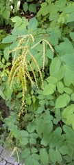Aruncus dioicus