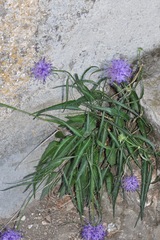 Phyteuma scheuchzeri