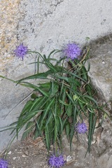 Phyteuma scheuchzeri