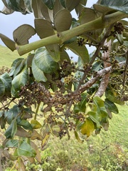 Polyscias hawaiensis