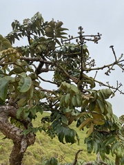 Polyscias hawaiensis