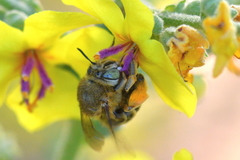 Amegilla garrula