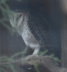 Tyto novaehollandiae