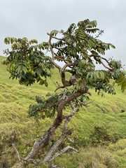 Polyscias hawaiensis