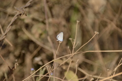 Hemiargus