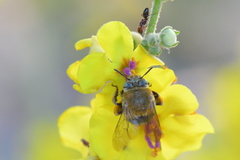 Amegilla garrula