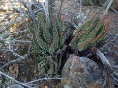 Tulista pumila