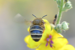 Amegilla garrula