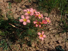 Oxalis capillacea