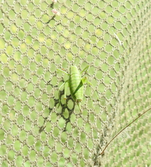 Poecilimon intermedius