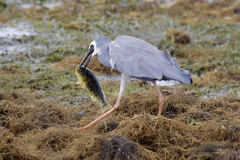 Leptoscarus vaigiensis