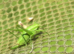 Poecilimon intermedius