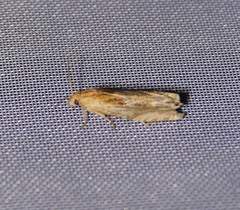 Eucosma cana