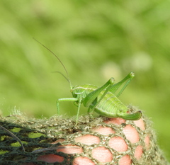 Poecilimon intermedius