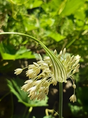 Allium longispathum