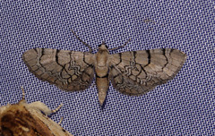 Eupithecia venosata