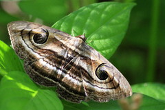 Spirama helicina
