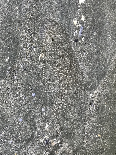 Spotted tonguesole (Paraplagusia guttata) — Cynoglossidae — 4