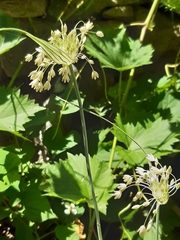 Allium longispathum