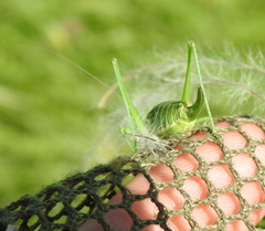 Poecilimon intermedius