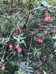 Crinodendron hookerianum