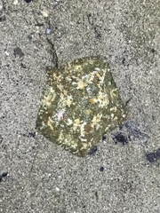 Cryptasterina pentagona