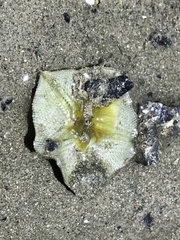 Cryptasterina pentagona