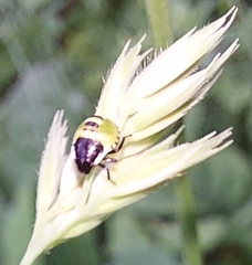 Palomena