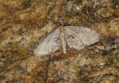 Idaea laevigata