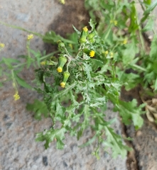 Senecio vulgaris