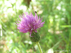 Cirsium filipendulum