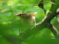 Urosphena squameiceps